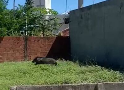 Imagem da notícia Visitante inesperado: cateto passeia pelo Centro de Coxim e chama atenção de moradores